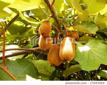 Kiwi fruit	 23993069