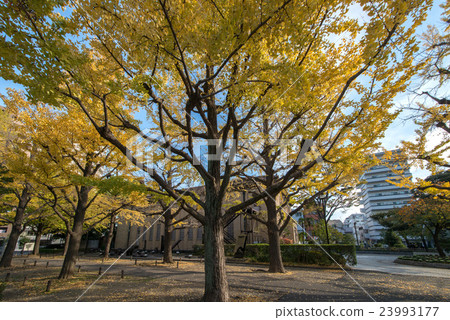Yokocho Town Park Yokocho Town Park 23993177