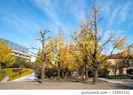 Yokocho Town Park 23993191