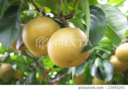 Pear Tamagawa Pear Pear Tamagawa Pear 23993261