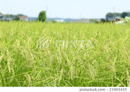 Summer rice ear 23993435