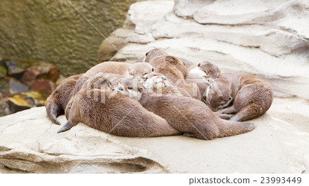 Lazy group of Asian small-clawed otter 23993449