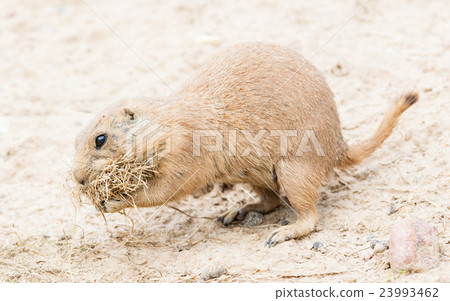 Black-Tailed prairie dog in it's natural habitat 23993462