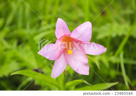 Fukushima prefecture Tidami cho Niigata prefecture Uonuma city blooming in Asakusa dake 23993584