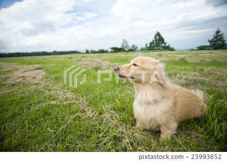 With pets and going out With pets and going out 23993652