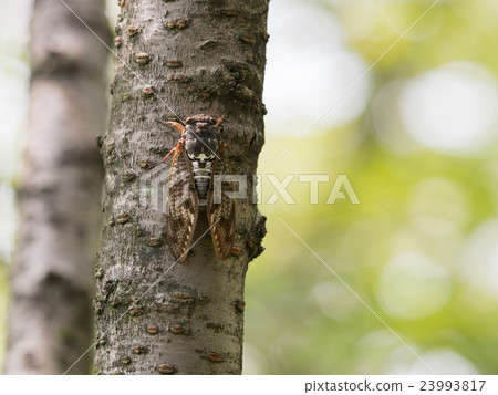 Brown cicada 23993817