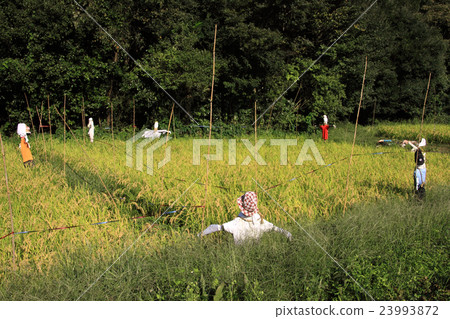 Scarecrow of satoyama rice field 23993872