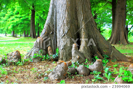 Forest and roots of lakusho 23994069