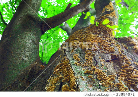 A lot of mushrooms on zelkova trees 23994071