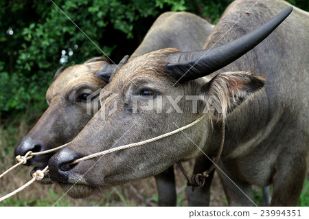 head of water buffalo 23994351