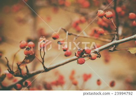 Hawthorn berries in nature Hawthorn berries in nature 23994792