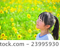 A sunflower field and a girl 23995930