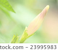 Morning glory bud 23995983