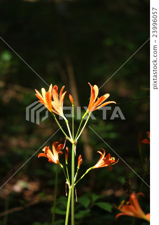 狐狸騎手 23996057