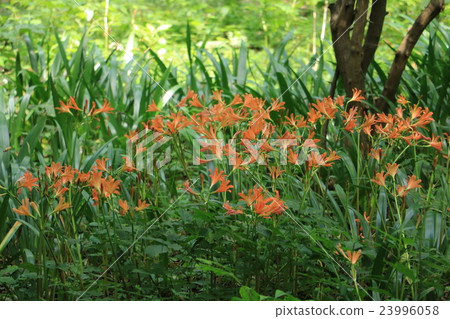 狐狸騎手 23996058