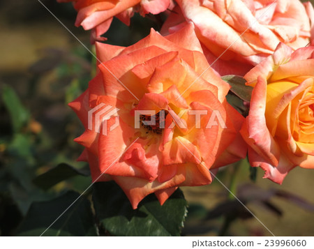 Yachiyo Nishiki (rose) 23996060