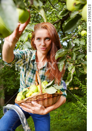 Woman with basket full of ripe apples in a garden. 23996328