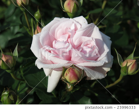 Petit Trianon (rose) Petit Trianon (rose) 23996333