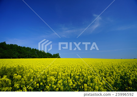 Rape flower Takigawa Rape flower Takigawa 23996592