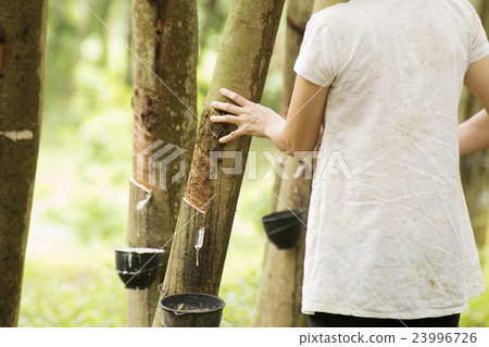 tapping latex from the rubber tree 23996726