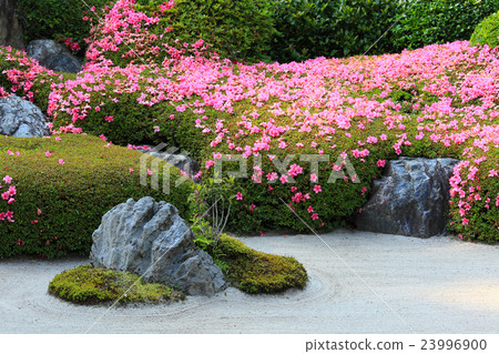 杜鵑花盛開的Kosan花園 23996900