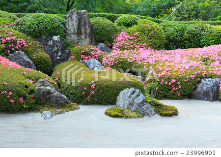 杜鵑花盛開的Kosan花園 23996901