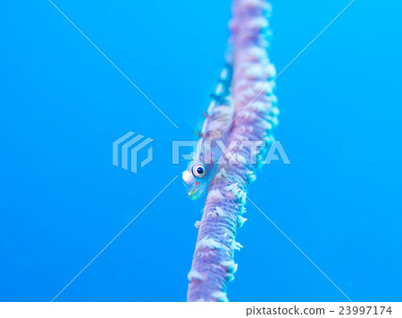 海生物(玻璃霧) 海生物(玻璃霧) 23997174