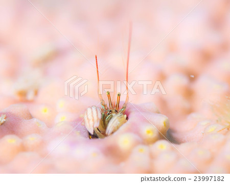 Sea creatures (Kanzashito hermit crab) Sea creatures (Kanzashito hermit crab) 23997182
