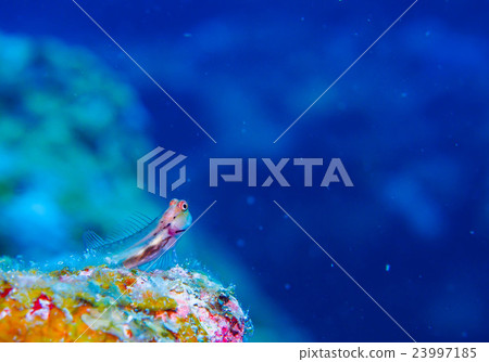 海的生物（石垣青蛙） 23997185