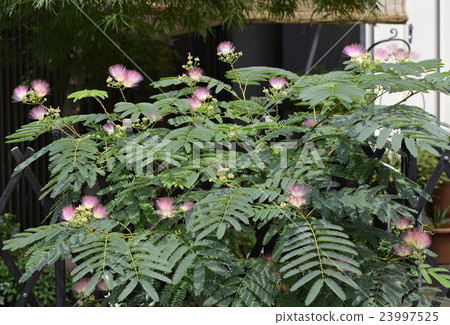 A wooden tree A wooden tree 23997525