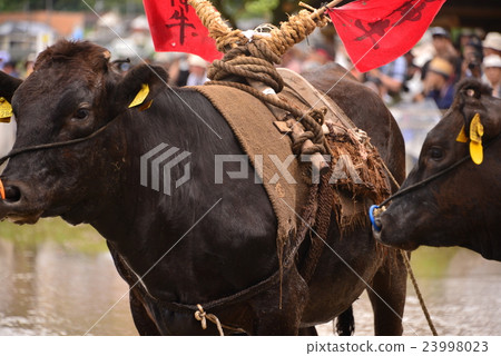 Mita festival 23998023