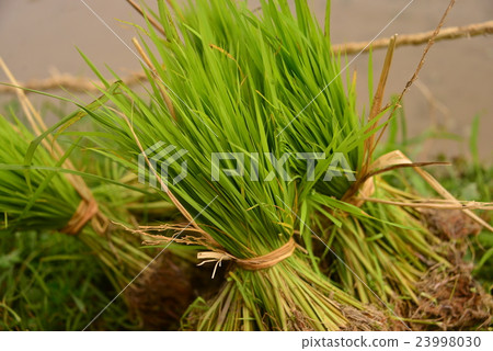 Mita festival 23998030