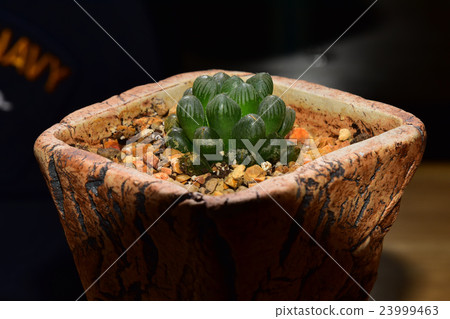 Haworthia cooperi truncata, tiny desert plant Haworthia cooperi truncata, tiny desert plant 23999463