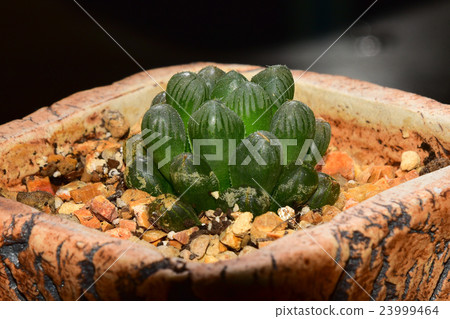 Haworthia cooperi truncata, tiny desert plant Haworthia cooperi truncata, tiny desert plant 23999464