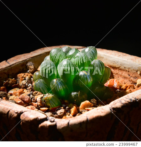 Haworthia cooperi truncata, tiny desert plant Haworthia cooperi truncata, tiny desert plant 23999467