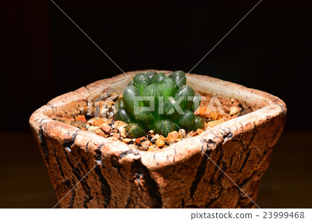 Haworthia cooperi truncata, tiny desert plant Haworthia cooperi truncata, tiny desert plant 23999468