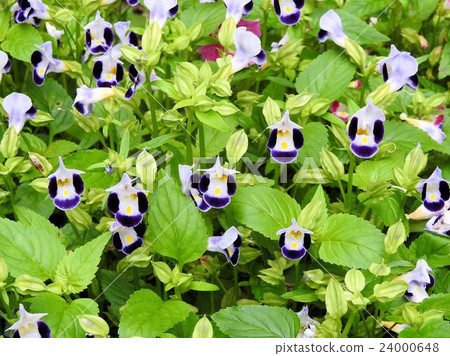 Torenia / Shinjuku Central Park Torenia / Shinjuku Central Park 24000648