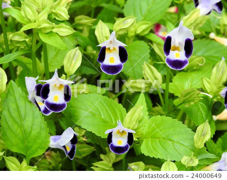 Torenia / Shinjuku Central Park Torenia / Shinjuku Central Park 24000649