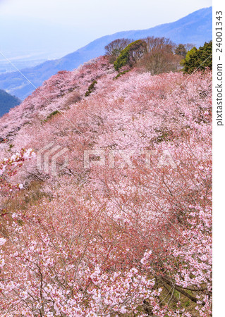 在Tokushima ken Mima-shi的八十萬神櫻花 24001343