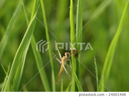 蜻蜓在稻田和廢料中出現 24001406