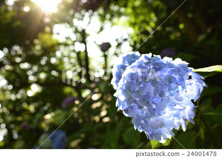 hydrangea hydrangea 24001478