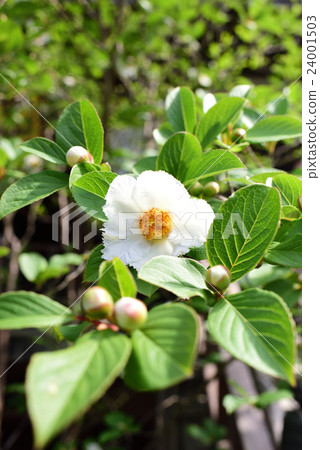 Sara's Flower 24001503