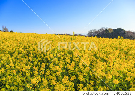 Awagi花和油菜花兵庫縣淡路市 24001535