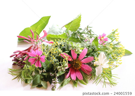 藥草花 24001559