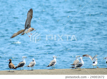 Seagull Seagull 24001672