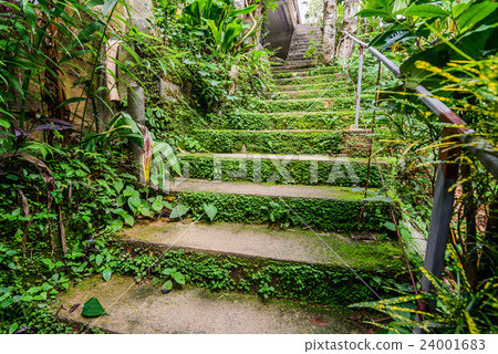 Stairway covered in green grass leading upwards.. 24001683