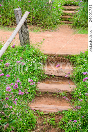 Verbena flowers in garden and bamboo stairs . 24001781
