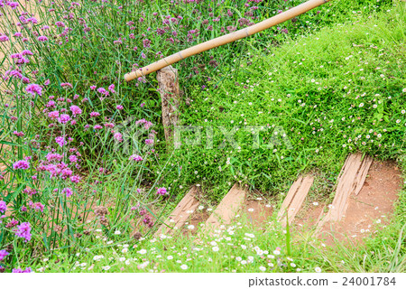 Verbena flowers in garden and bamboo stairs . 24001784