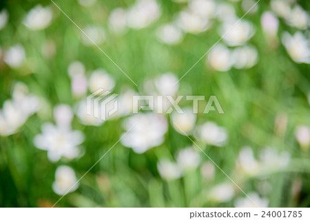 Blurred Rain lily in garden background 24001785