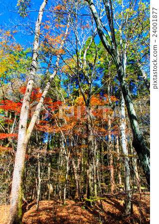 Kuju Buddha Gattle · Date of the Damu Mogara Autumn leaves 24001877